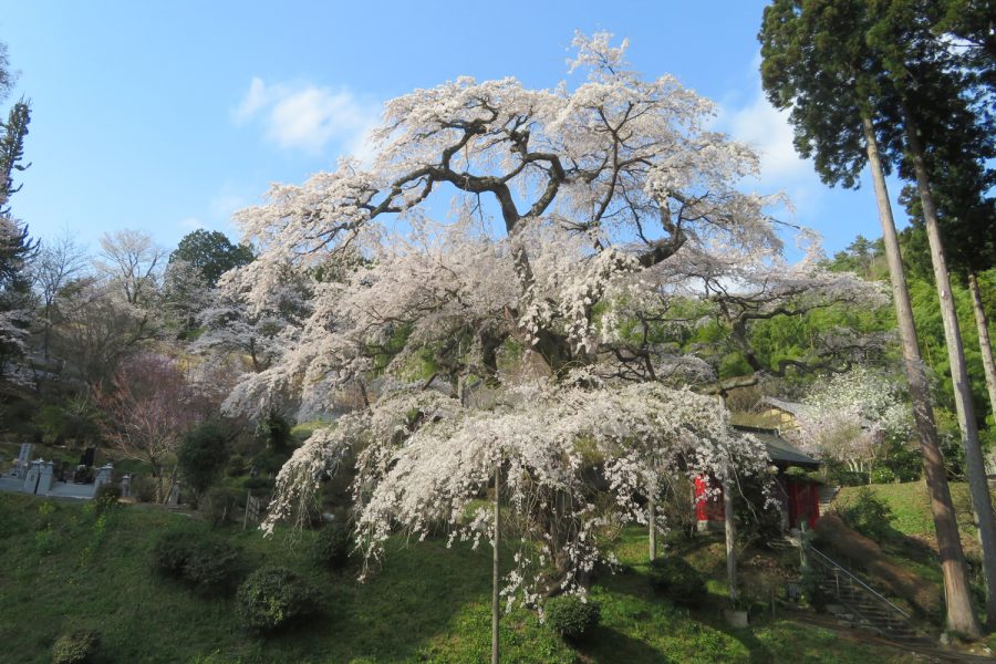 泉福寺の枝垂桜