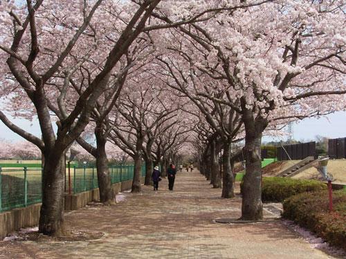 阿漕ケ浦公園 (あこぎがうらこうえん)