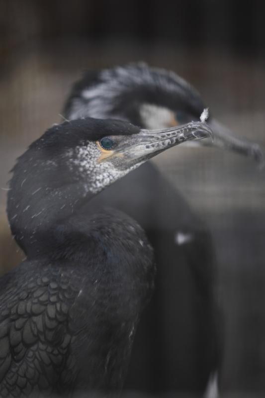 伊師浜海岸(海鵜捕獲場)