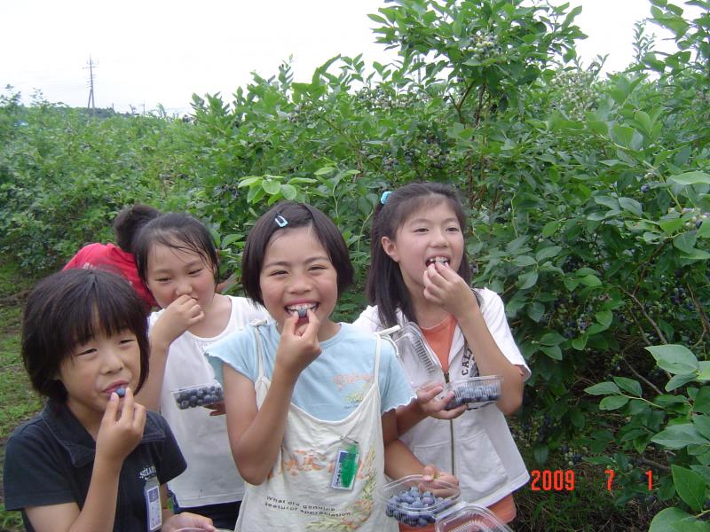 磯野ブルーベリー園