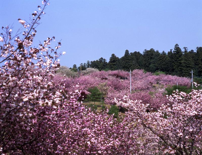 静峰ふるさと公園