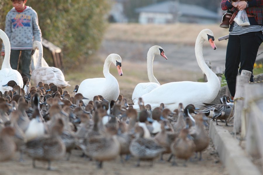 白鳥の里(北浦湖畔)