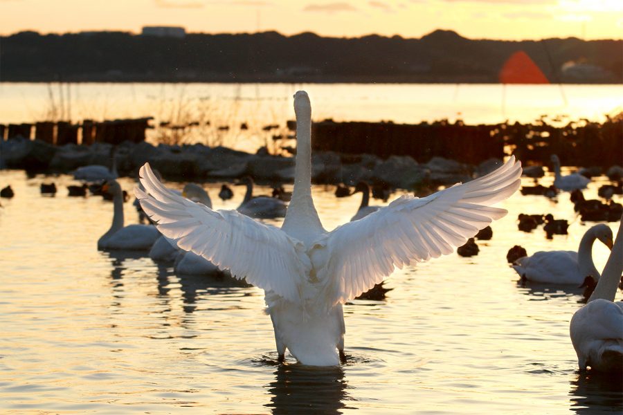 白鳥の里(北浦湖畔)