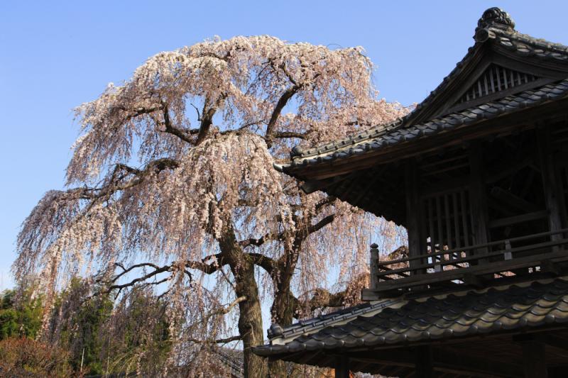 阿弥陀寺