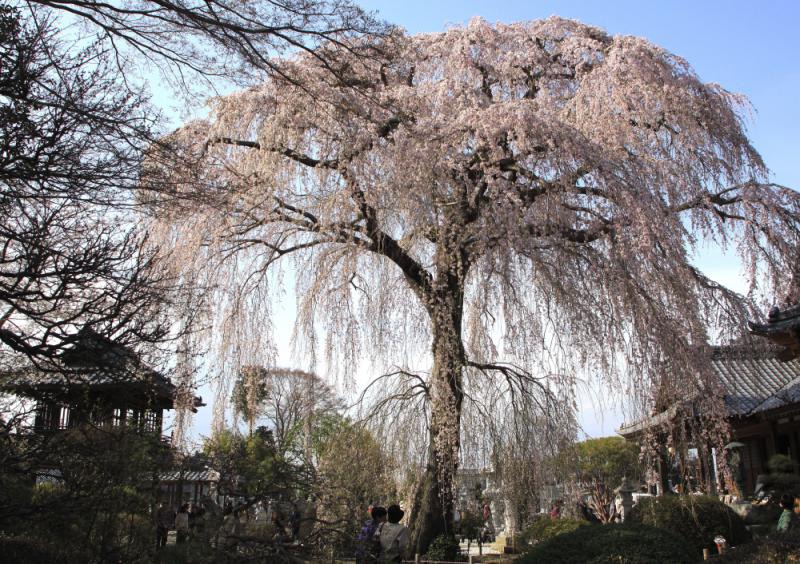 阿弥陀寺