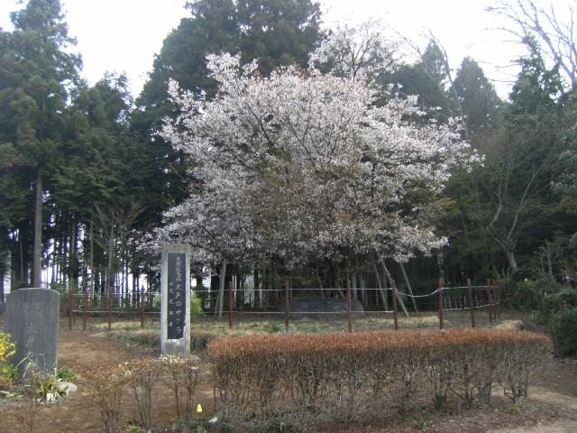 大戸のサクラ