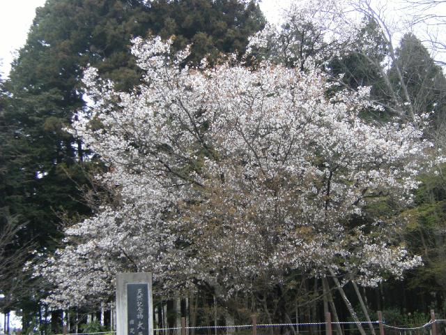 大戸のサクラ
