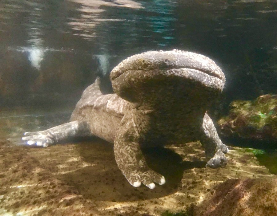 かすみがうら市水族館