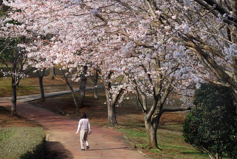 磯部桜川公園