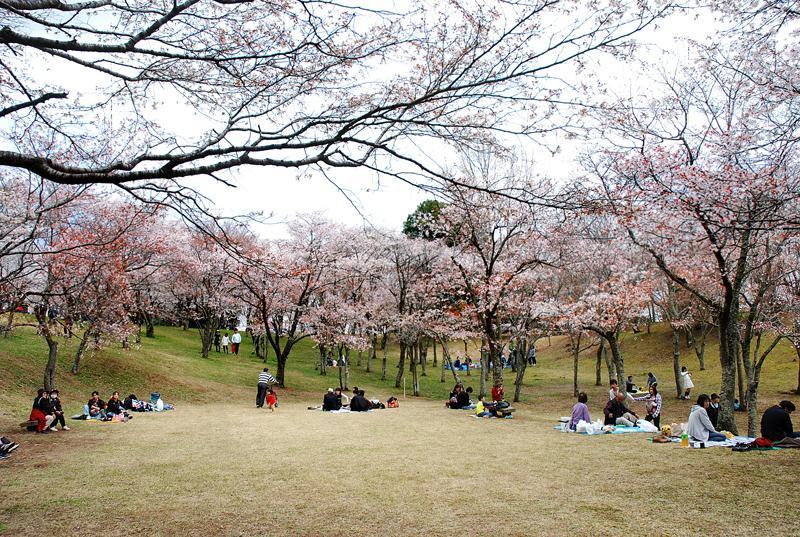 磯部桜川公園