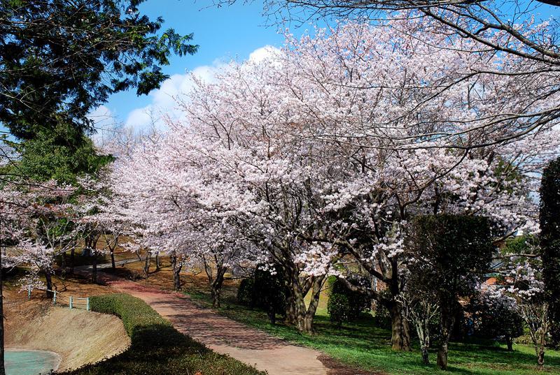 磯部桜川公園