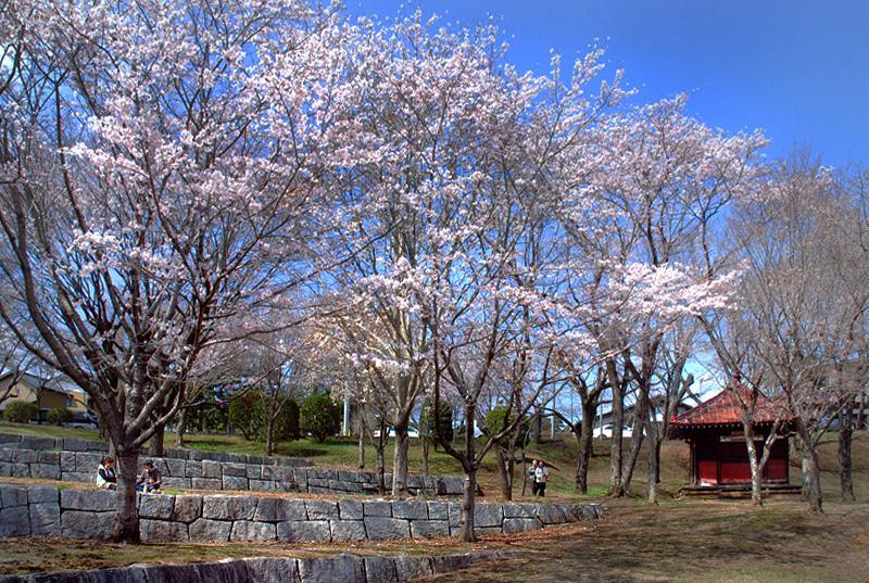 磯部桜川公園