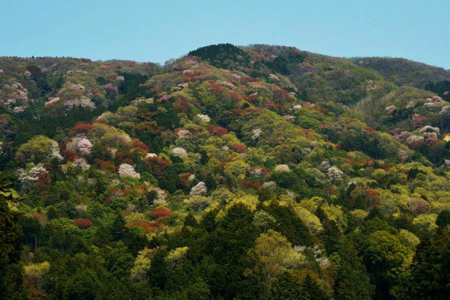 天然記念物 「桜川のサクラ」