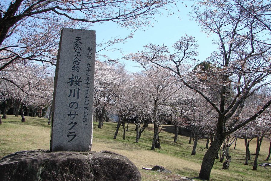 天然記念物 「桜川のサクラ」