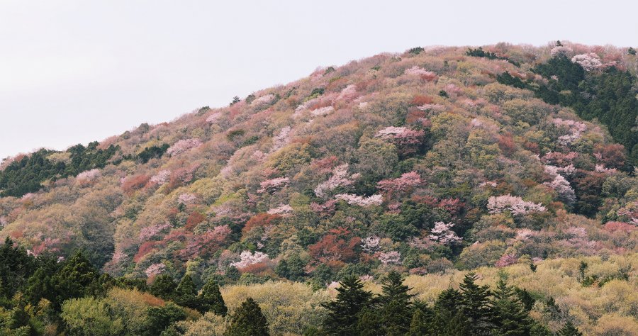 高嶺のヤマザクラ（平沢公民館）