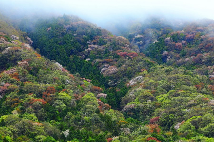 高嶺のヤマザクラ（平沢公民館）