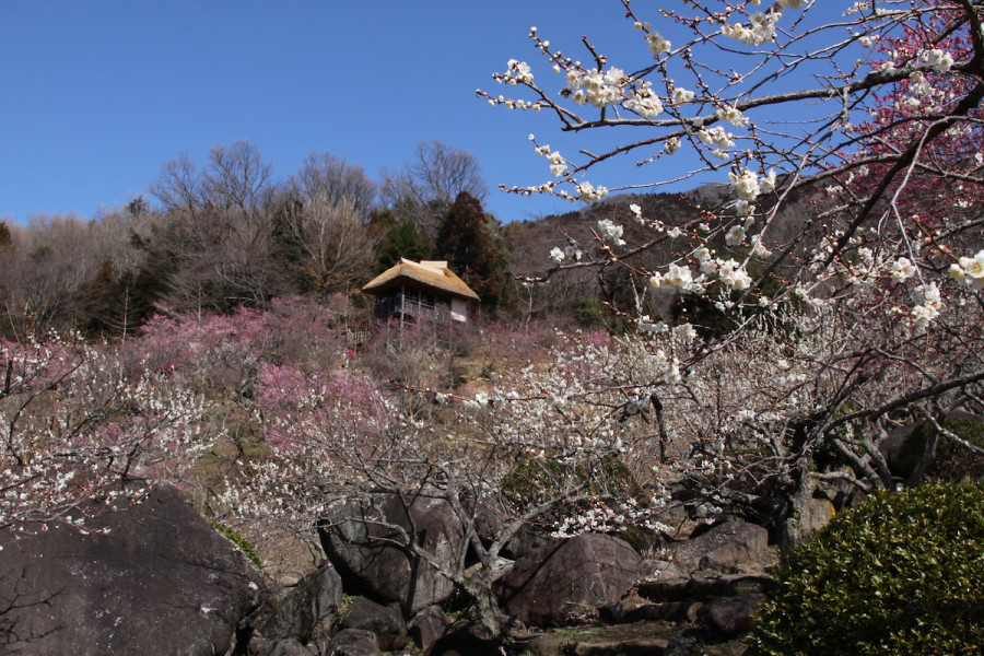 筑波山