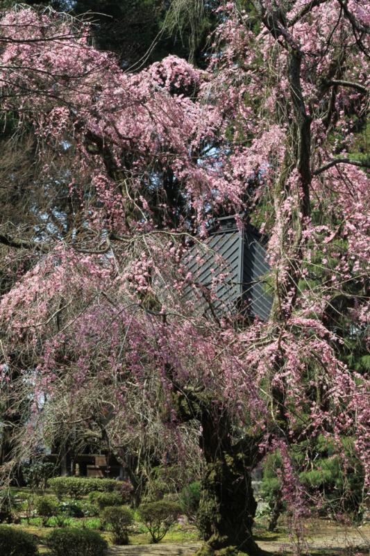 観音院(律院)