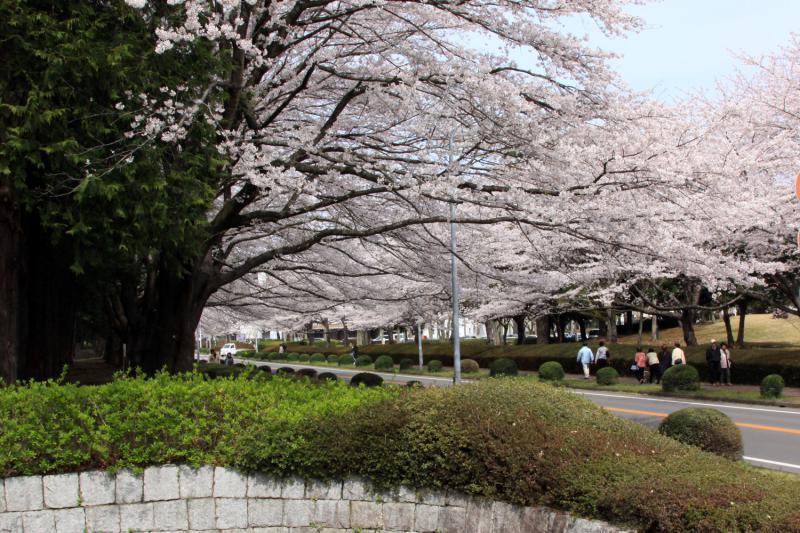 農林さくら通り(筑波農林研究団地)