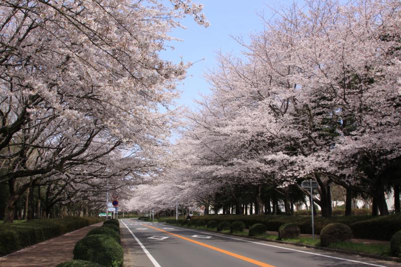 農林さくら通り(筑波農林研究団地)