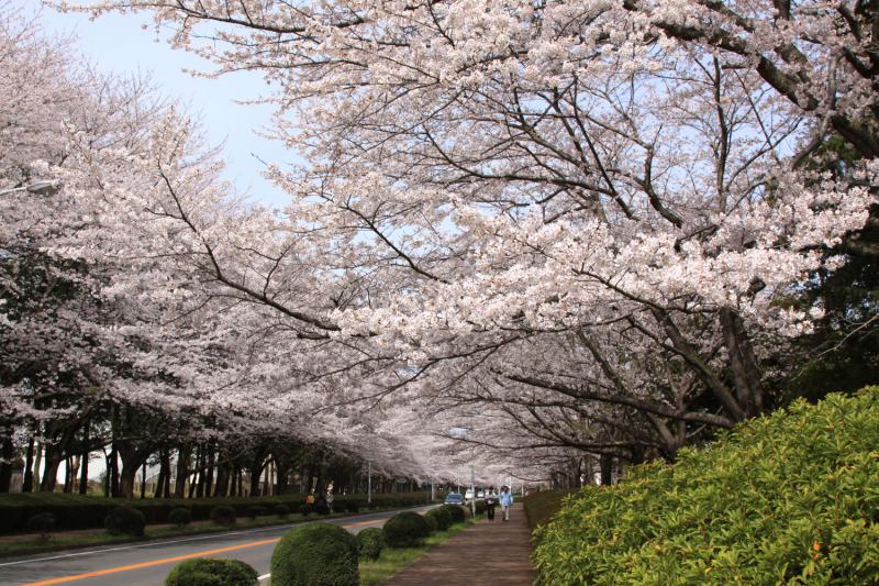 農林さくら通り(筑波農林研究団地)