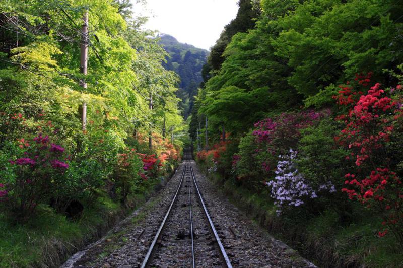 筑波山のつつじ