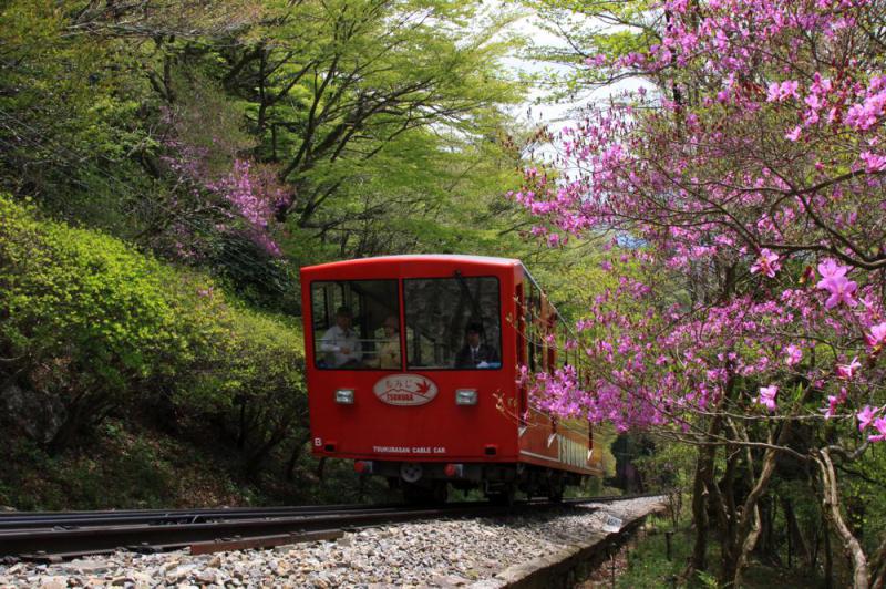 筑波山のつつじ