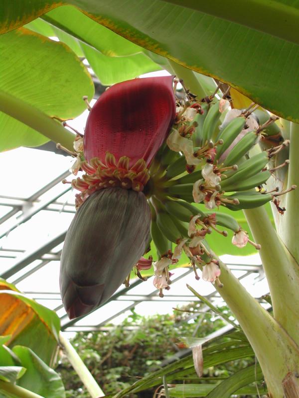 国立科学博物館 筑波実験植物園(つくば植物園)