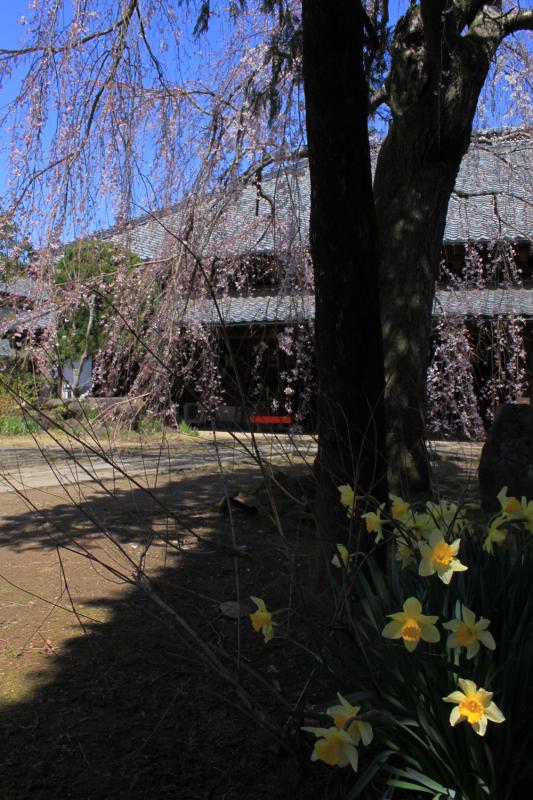 泉子育観音慶龍寺(枝垂れ桜)