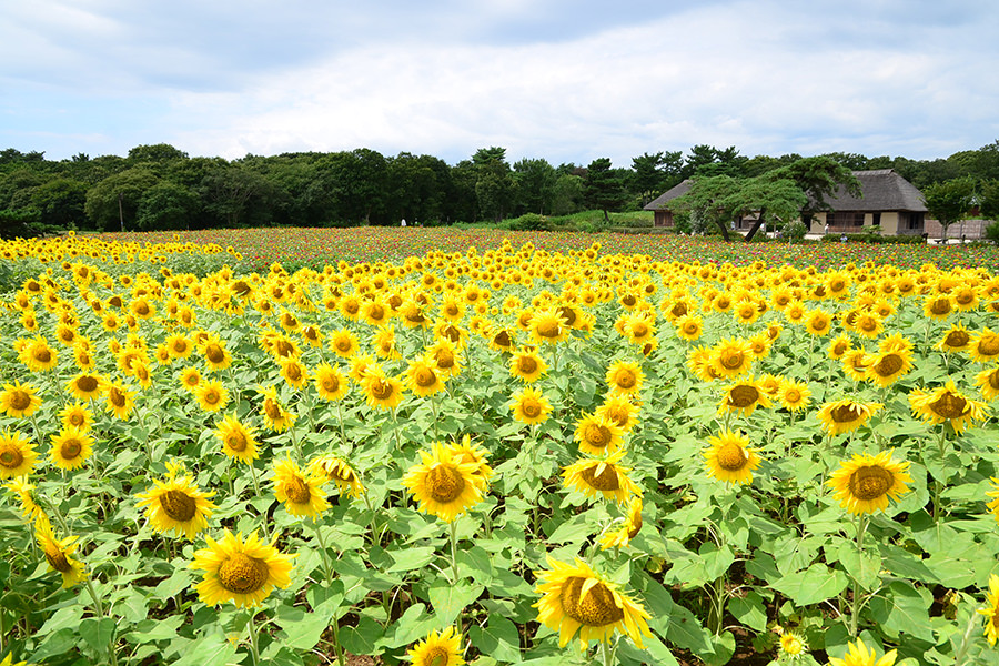 国営ひたち海浜公園