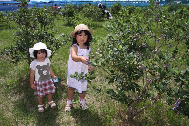 ブルーベリー川崎
