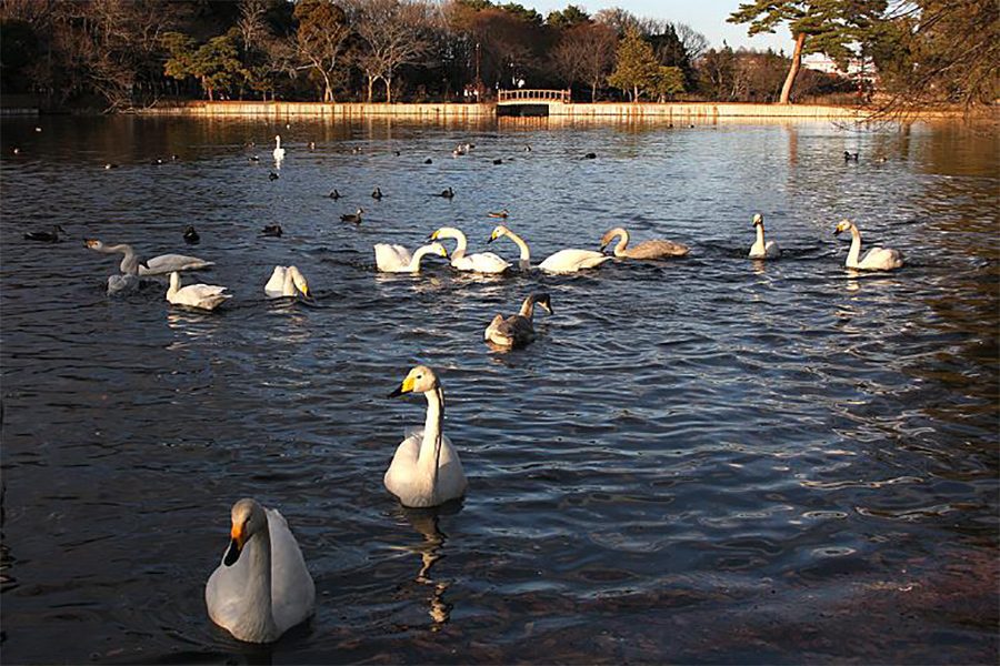 大島公園