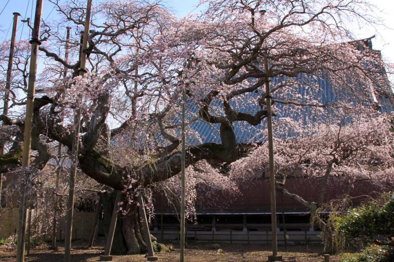 般若院