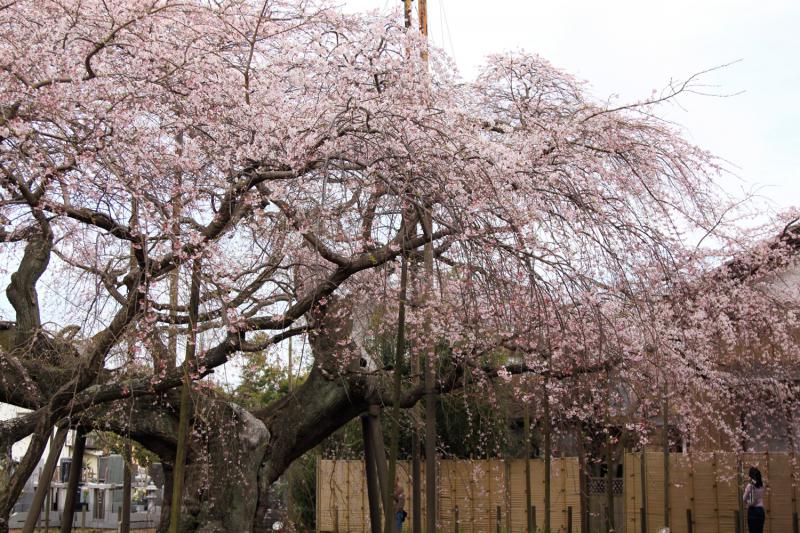 般若院