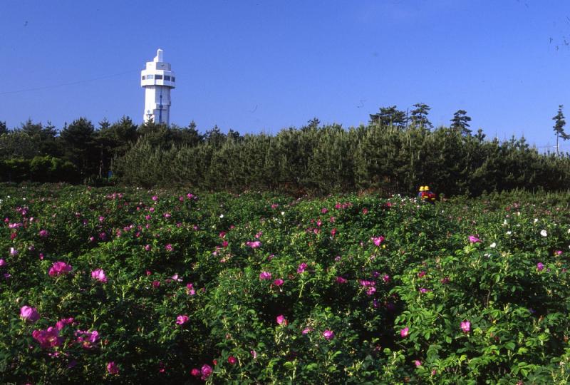 潮騒はまなす公園