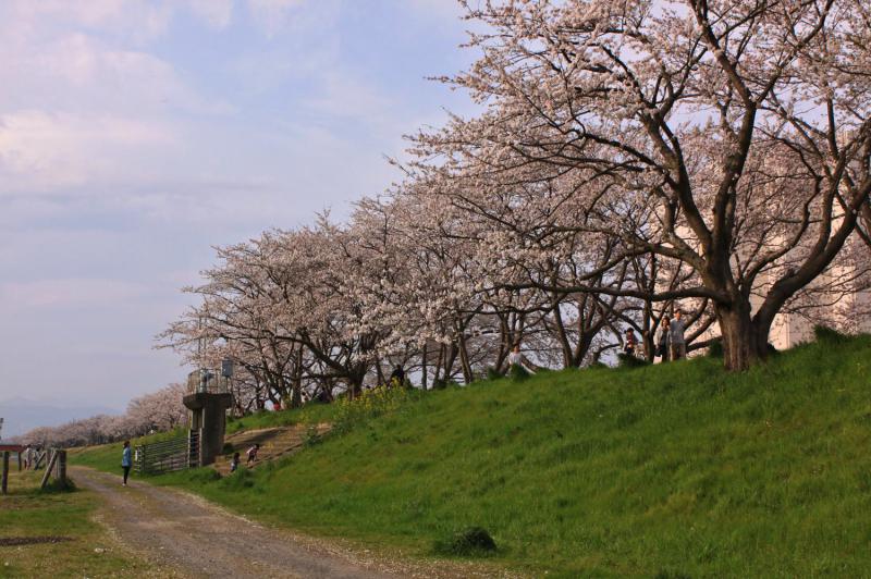 桜川堤