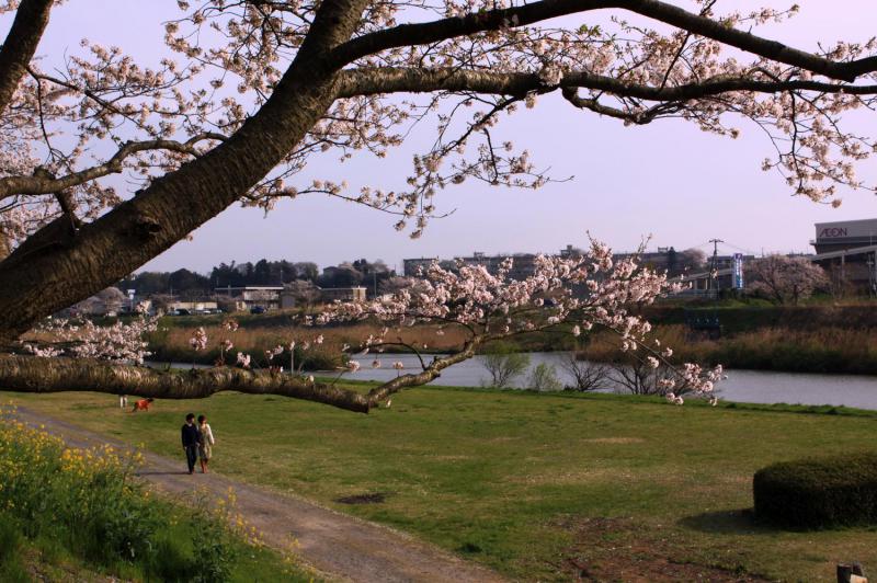 桜川堤