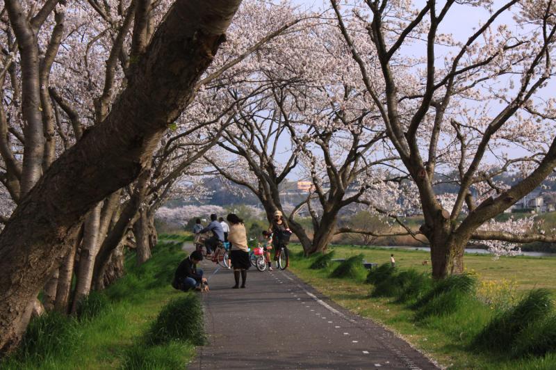 桜川堤