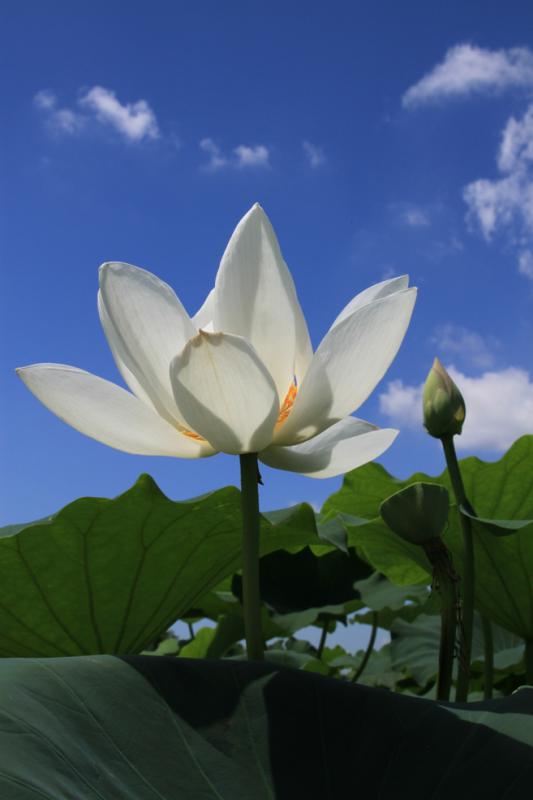 ハス田(田村・沖宿・手野地区)