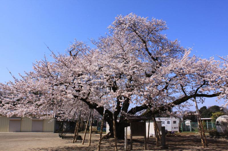 真鍋のサクラ(真鍋小学校)