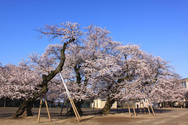 真鍋のサクラ(真鍋小学校)