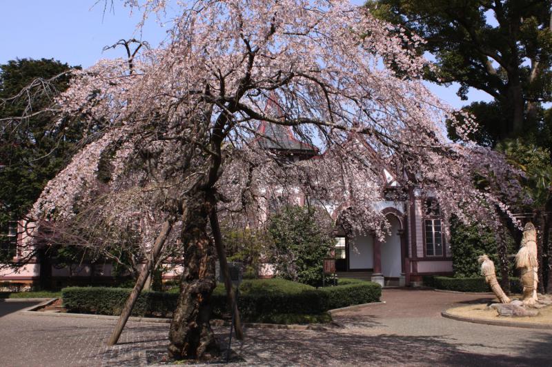 土浦一高の枝垂れ桜