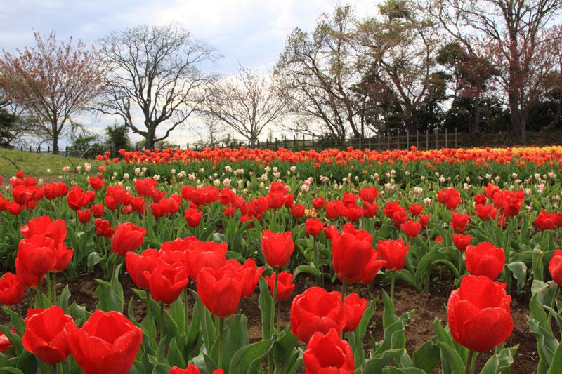 木原城址城山公園