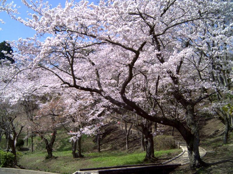 桜山・護国神社