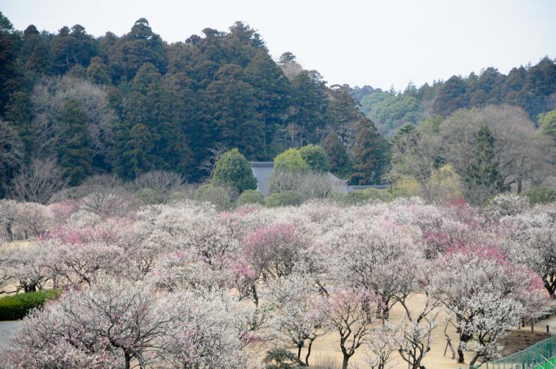 桜山・護国神社