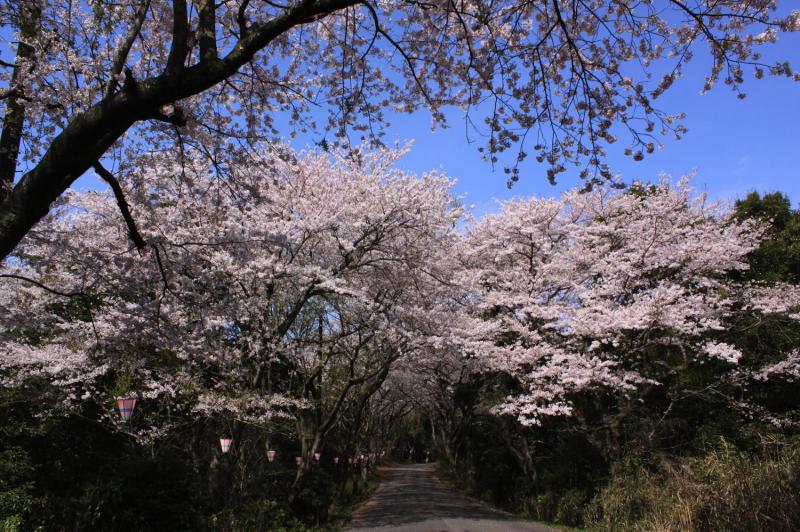 竜ケ峰の桜