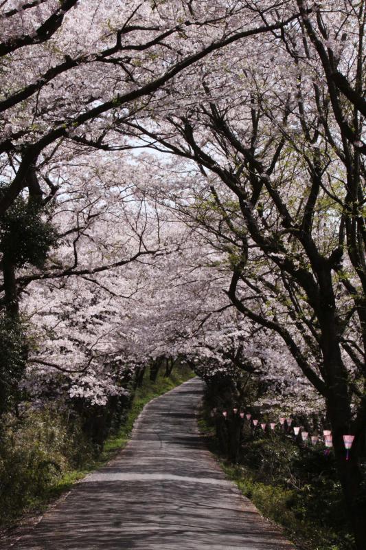 竜ケ峰の桜