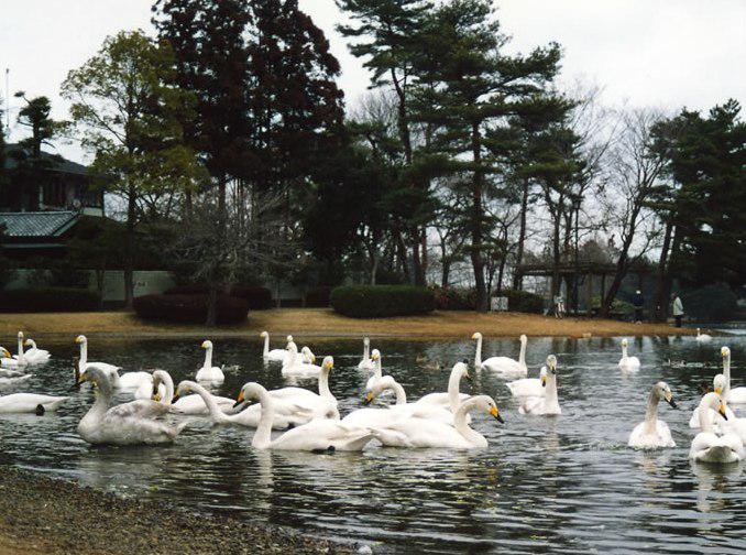 大塚池公園