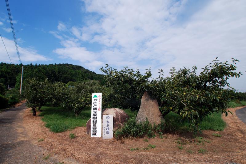 本多柿園
