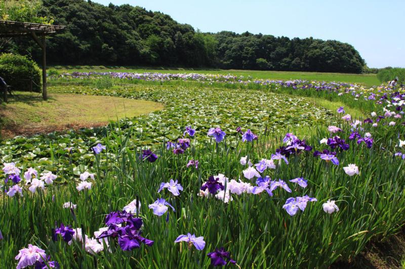 牛久市観光アヤメ園